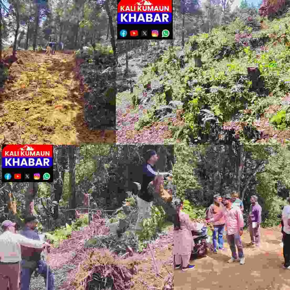 लोहाघाट  :बड़ौली सुद्रका में जंगल के बीच रातों-रात काट दी गई सड़क पेड़ों को बड़ा नुकसान