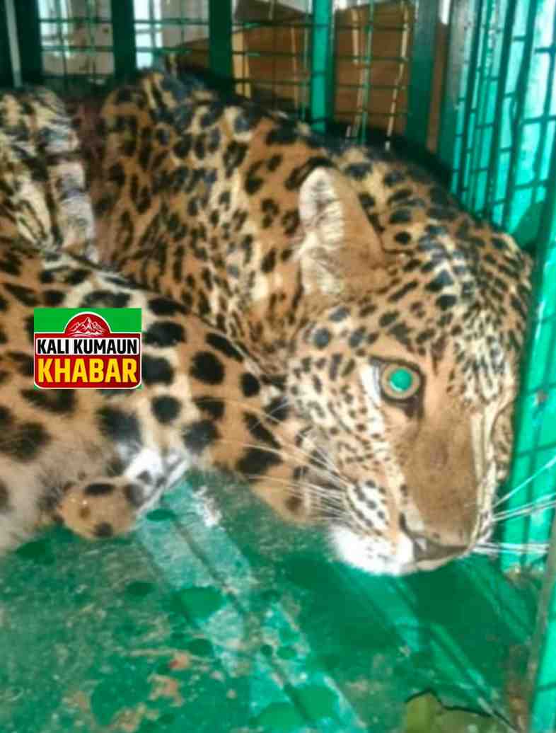 चंपावत:पिता की ढाल बनी बेटी गुलदार से बचाई जान। घर के भीतर घुसकर टीवी देख रहे पिता पर गुलदार ने किया हमला।