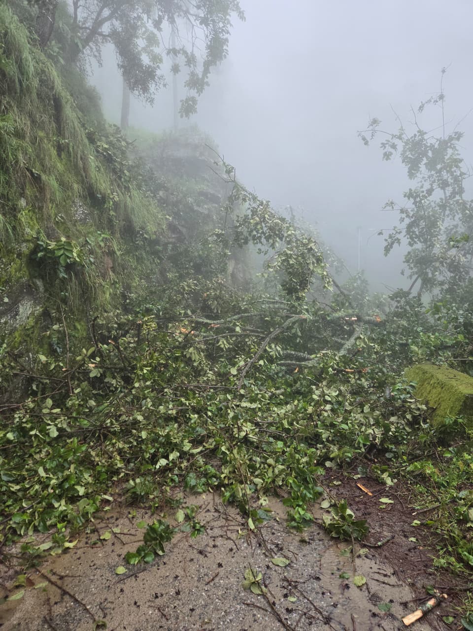 लोहाघाट:रोसाल के पास पेड़ गिरने से रोसाल लोहाघाट मुख्य सड़क बंद।