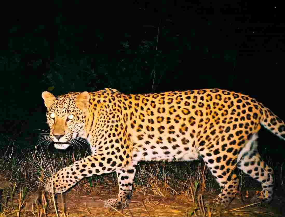लोहाघाट में आईटीबीपी फैमिली क्वार्टर के करीब चहल कदमी करता दिखा गुलदार, लोगों में दहशत
